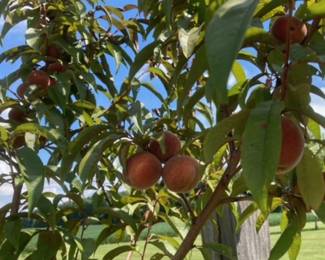 Fruit Trees