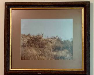 Framed Deer Photo