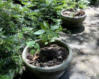 #87 Concrete Pot 14x7 $20
#88 Concrete Pot 14x7 $20