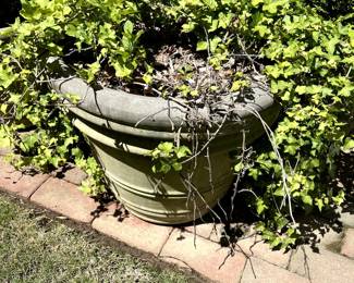 #82 Concrete Round Pot w/Ivy Inside - 22x18 - You Move $50.00