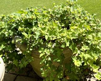 #82 Concrete Round Pot w/Ivy Inside - 22x18 - You Move $50.00