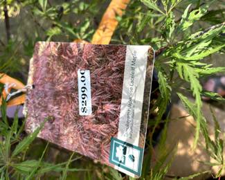 #104 Japanese Maple Newly Bought still in Pot - Green/Yellow - 50"Tall in Pot - gets to 10' $150.00