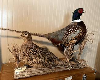 #300 Male & Female Pheasant on Wood $200.00