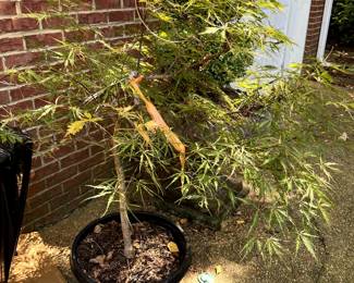 #104 Japanese Maple Newly Bought still in Pot - Green/Yellow - 50"Tall in Pot - gets to 10' $150.00