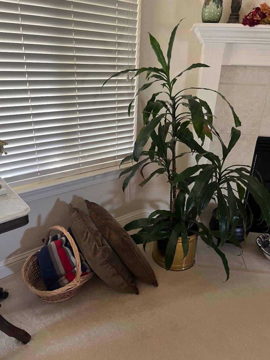 Nice estate sale by alpine in Lodi, CA starts on 7/6/2024