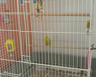 $50 Female Parakeet for sale ASAP text 520-590-9922 for presale