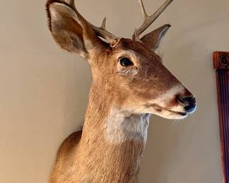 Deer head mount