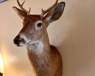 Deer head mount