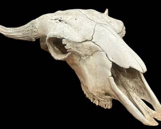 Buffalo Skull Taxidermy
