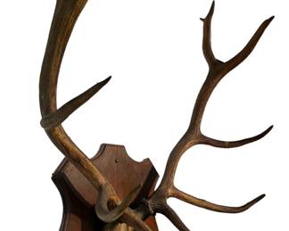 Large Primitive Elk Antler Wall Mount 