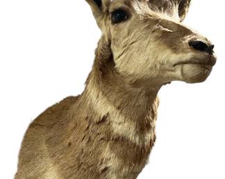  Primitive Pronghorn Antelope Taxidermy Wall Mount


