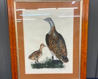 PLATE LXIV FEMALE BUSTARD BIRD FRAMED