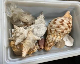 COLLECTION VARIOUS SHELLS