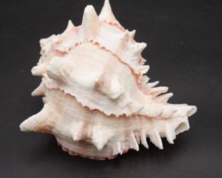 Natural Murex Ramosus Sea Shell