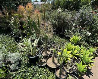 Landscaping Supplies: Plants, Tress, Succulents, Cacti, Roses, Grapefruit, Lemon, Lime, Oranges, Mandarin, Pomegranate, Avocado, Plum, Cherry, Fig, and More!