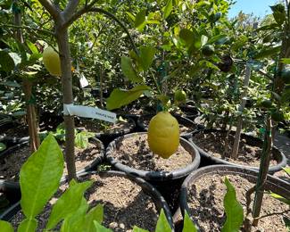 Landscaping Supplies: Plants, Tress, Succulents, Cacti, Roses, Grapefruit, Lemon, Lime, Oranges, Mandarin, Pomegranate, Avocado, Plum, Cherry, Fig, and More!