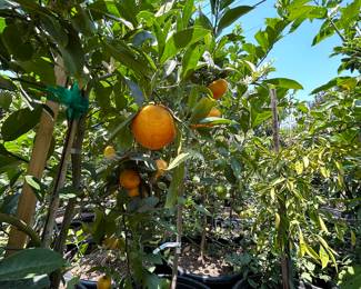 Landscaping Supplies: Plants, Tress, Succulents, Cacti, Roses, Grapefruit, Lemon, Lime, Oranges, Mandarin, Pomegranate, Avocado, Plum, Cherry, Fig, and More!