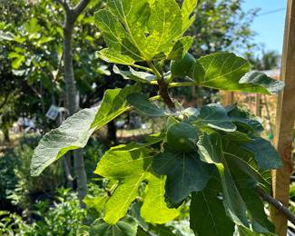 Landscaping Supplies: Plants, Tress, Succulents, Cacti, Roses, Grapefruit, Lemon, Lime, Oranges, Mandarin, Pomegranate, Avocado, Plum, Cherry, Fig, and More!