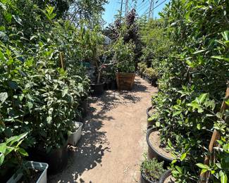 Landscaping Supplies: Plants, Tress, Succulents, Cacti, Roses, Grapefruit, Lemon, Lime, Oranges, Mandarin, Pomegranate, Avocado, Plum, Cherry, Fig, and More!