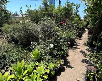 Landscaping Supplies: Plants, Tress, Succulents, Cacti, Roses, Grapefruit, Lemon, Lime, Oranges, Mandarin, Pomegranate, Avocado, Plum, Cherry, Fig, and More!