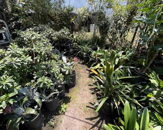 Landscaping Supplies: Plants, Tress, Succulents, Cacti, Roses, Grapefruit, Lemon, Lime, Oranges, Mandarin, Pomegranate, Avocado, Plum, Cherry, Fig, and More!