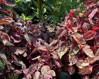 Landscaping Supplies: Plants, Tress, Succulents, Cacti, Roses, Grapefruit, Lemon, Lime, Oranges, Mandarin, Pomegranate, Avocado, Plum, Cherry, Fig, and More!