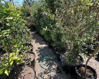 Landscaping Supplies: Plants, Tress, Succulents, Cacti, Roses, Grapefruit, Lemon, Lime, Oranges, Mandarin, Pomegranate, Avocado, Plum, Cherry, Fig, and More!