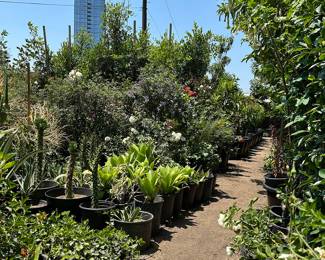 Landscaping Supplies: Plants, Tress, Succulents, Cacti, Roses, Grapefruit, Lemon, Lime, Oranges, Mandarin, Pomegranate, Avocado, Plum, Cherry, Fig, and More!