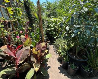 Landscaping Supplies: Plants, Tress, Succulents, Cacti, Roses, Grapefruit, Lemon, Lime, Oranges, Mandarin, Pomegranate, Avocado, Plum, Cherry, Fig, and More!