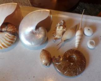 SEA SHELLS
