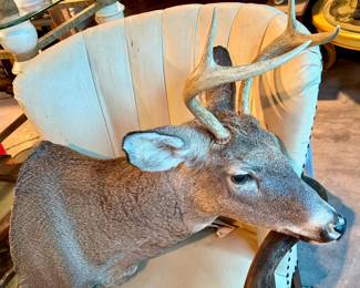 Deer Head Mount