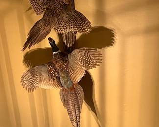 Taxidermy Pheasants