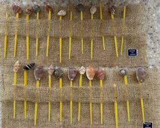 Shell Cocktail Pics (Some Missing Shells).