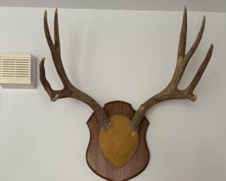 Deer Antlers.