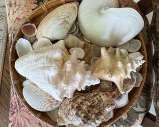 Sea Shell Collection.