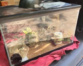 Fish tank with lizard accessories  