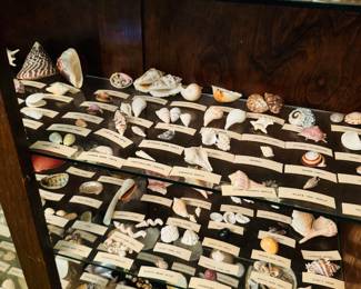 SEA SHELLS