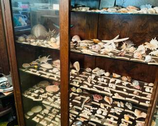 SEA SHELLS