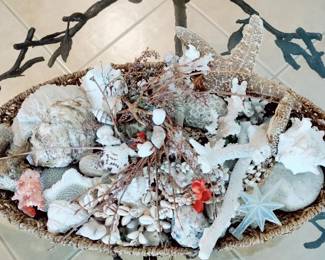 BASKET  O F  RARE SEASHELLS