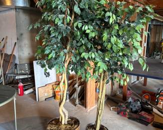 6ft & 7ft Artificial Ficus Trees	