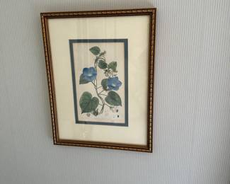 Robert Sweet blue flowers botanical engraving