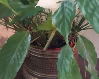 Peace lily