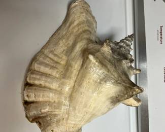 #161	Conch Shell - 9.5" Shell	 $25.00 
