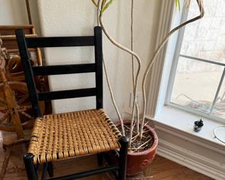 Chair, Plant