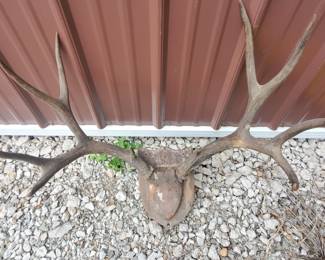 Mounted 4pt Dear Antlers
