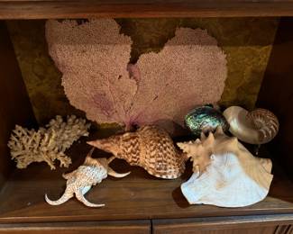seashells and coral