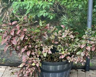 Live plants