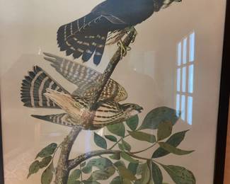 Audubon Print