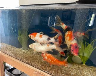 Large tank
Of koi fish -appx 15-20” in length and smaller $5,000