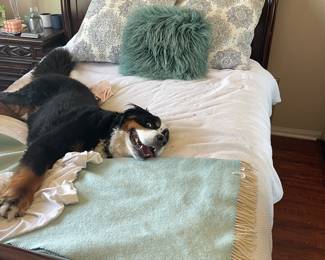 A crazy puppy - not for sale
On a queen sleigh bed